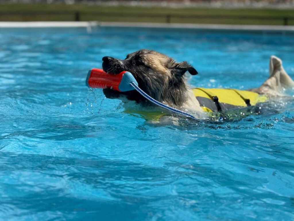 Patches at Dock Diving Contest