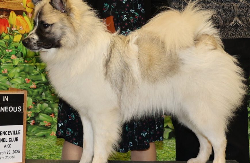 Großspitz Rüde aus Amerika, Sable gescheckt, mit schwarzer Maske, Rufname Patches