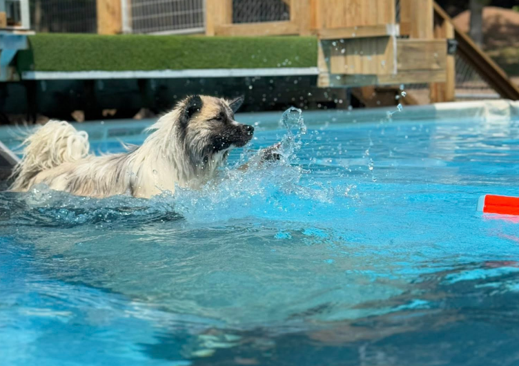Patches at Dock Diving Contest