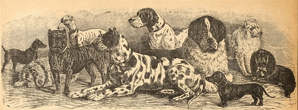 Werbung von Arthur Seyfarth (Deutsche Zeitung 1889) Abbildung verschiedener Hunderassen: Bernhardiner, Dogge, Spitz, Dackel