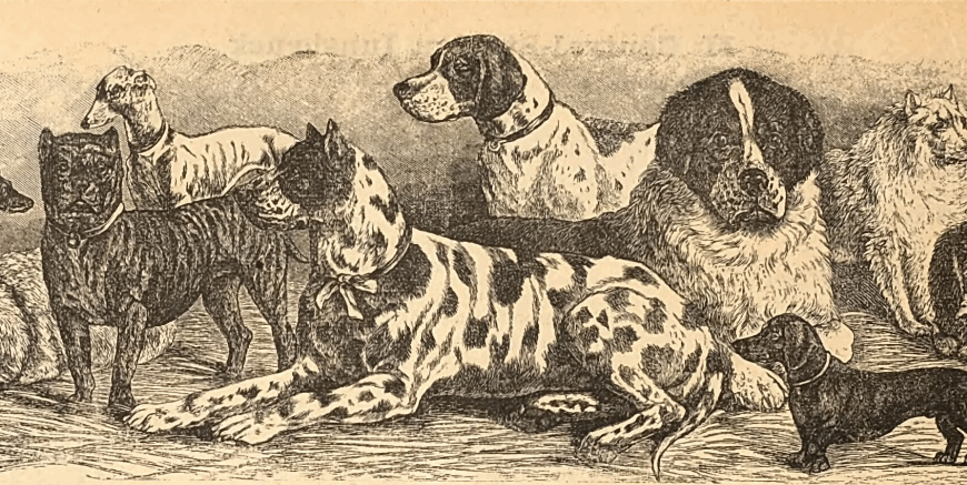 Hunderassen Zuchtanstalt