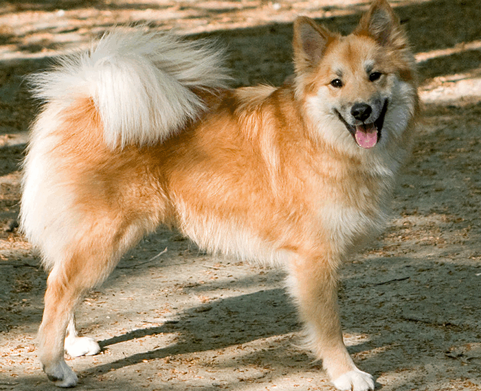 Islandhund