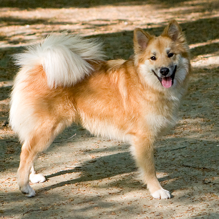 Der Islandhund