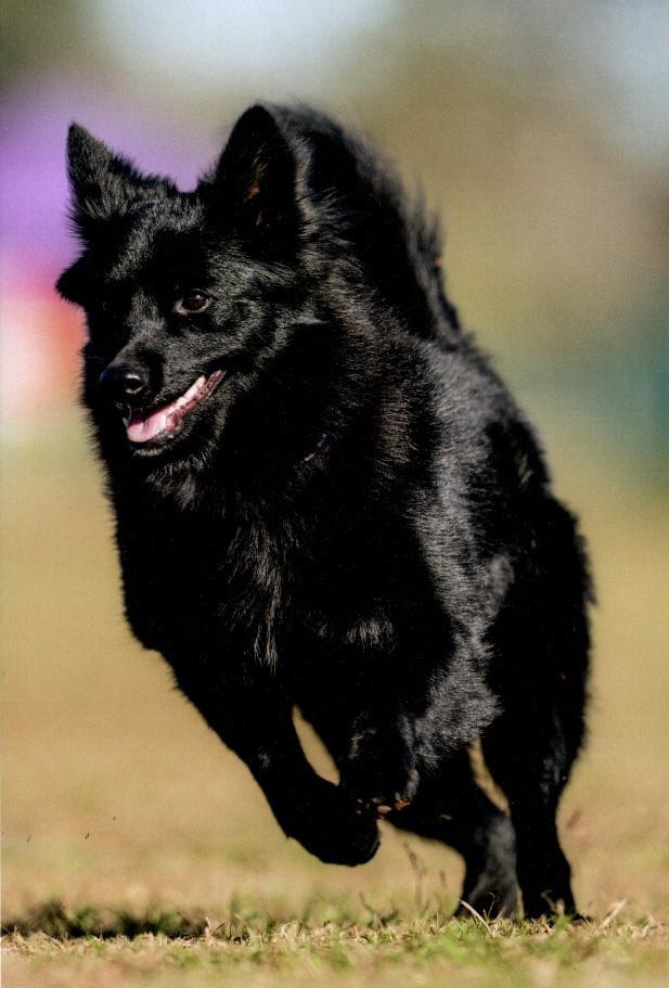 Amera of Destiny Spitz