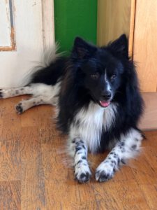 Antares von den Wendlandspitzen ♂