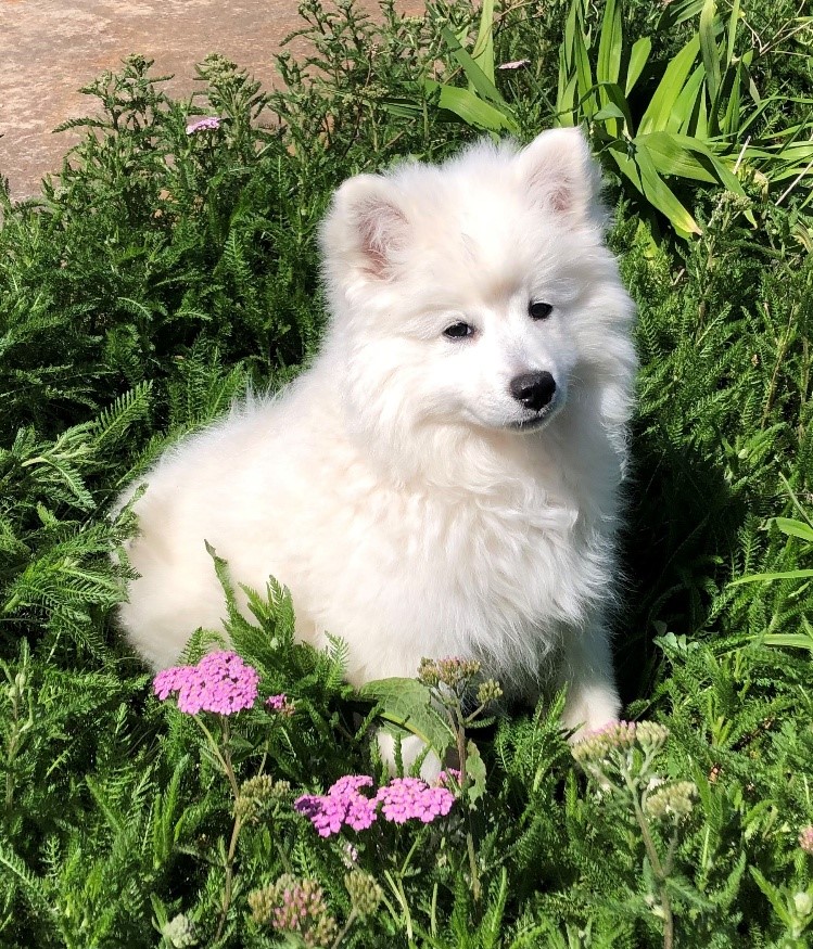 Giantspitz Thunderpas Annika 