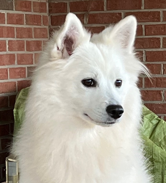 Giantspitz Thunderpas Annika 