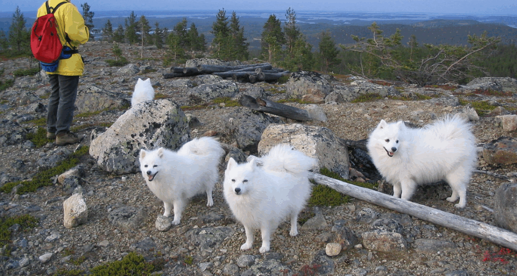 Japanspitze in Finnland (Foto: Birit Schenk) 2006