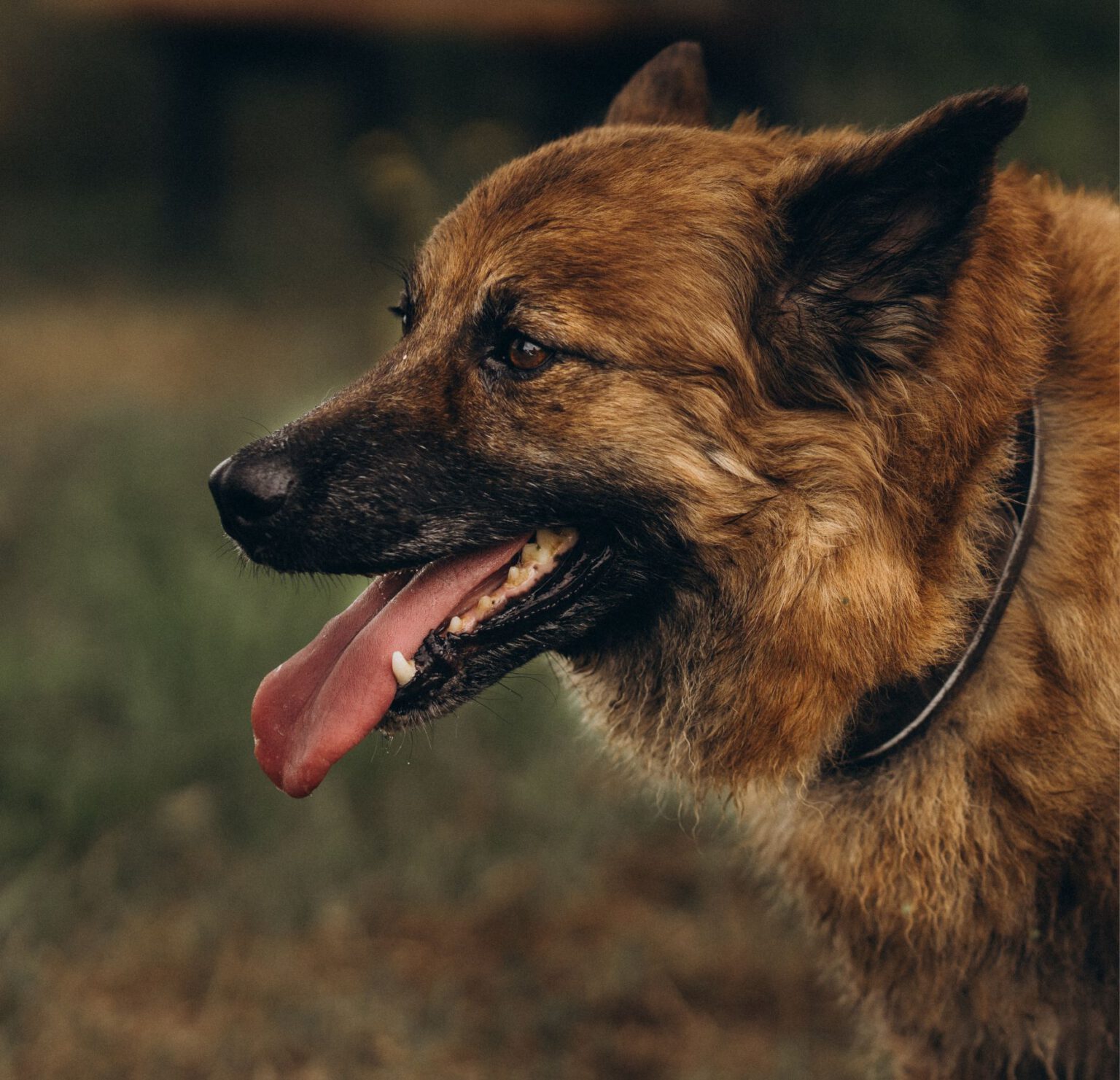 Altdeutsche Hütehunde