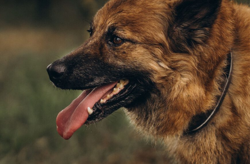 Altdeutsche H&uuml;tehunde