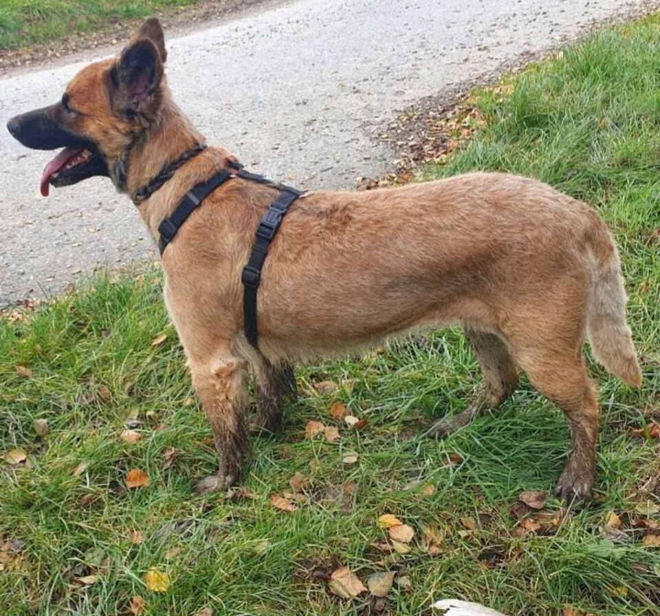 Westerwälder Kuhhündin (2021)