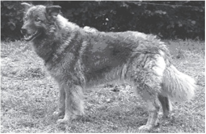 Altes Foto von einem Westerwälder Kuhhund