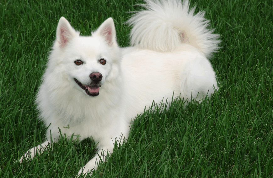Der American Eskimo Dog (AED)